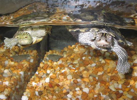 Turtle Aquarium Tank - How to Take Care of a Turtle