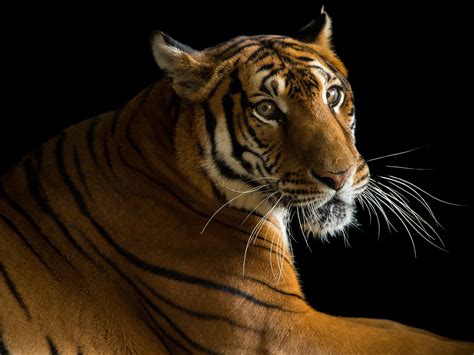 Top 107 + Animal species extinct by humans - Electric-kingdom.net