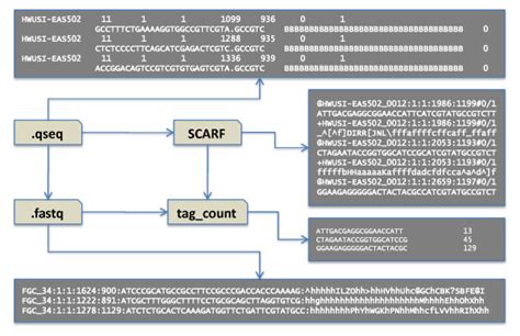 Sample file formats for small RNA libraries. Illumina machines generate... | Download Scientific ...