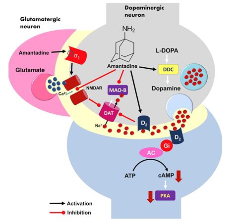 Pharmaceuticals | Free Full-Text | Amantadine in the Treatment of Sexual Inactivity in ...