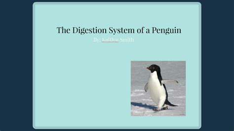 The Digestion System of a Penguin by Kaitlyn Smith on Prezi