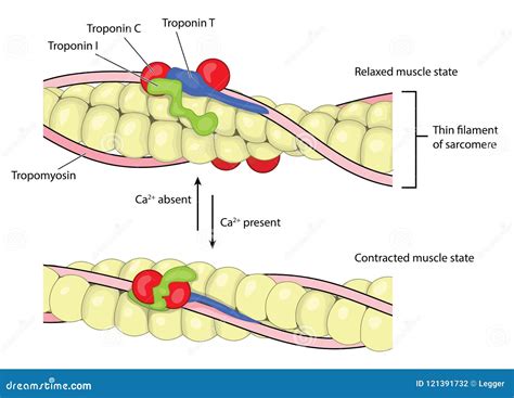 Muscle Contraction and Relaxation Stock Vector - Illustration of ions ...