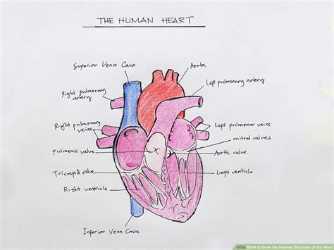 Human Heart Diagram For Kids To Label