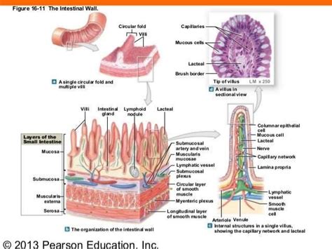 Structure of villus