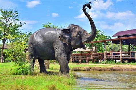 Elephant Sanctuary Park Near Bangkok Single Day Tour