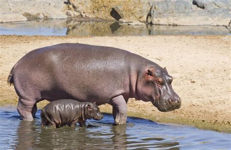 233 Cute and Famous Hippo Names – Animal Names