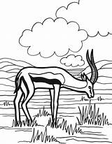 Antelope coloring Sheet  Page Animals Town sketch template
