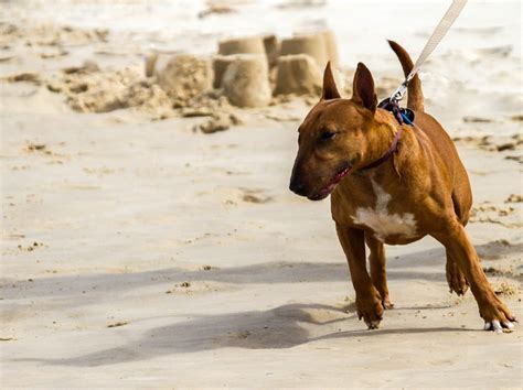 Sin lugar a dudas instalaciones cavar perros razas medianas guardianes ...