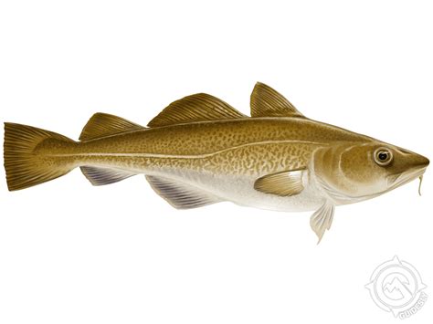 Learn About the Atlantic Cod – Fishing