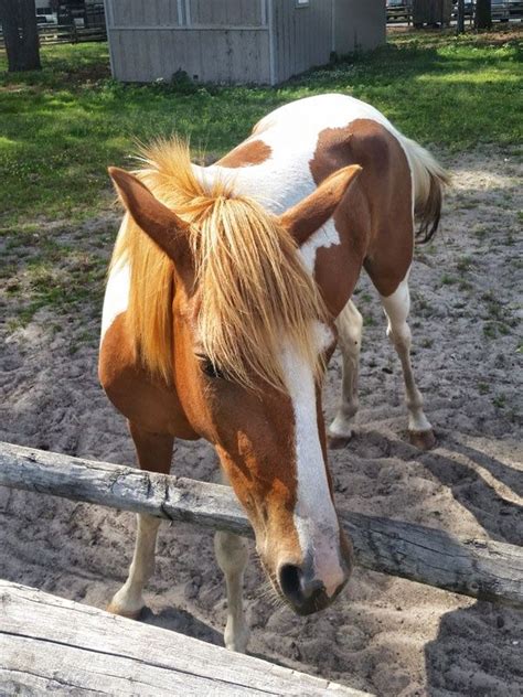 Forget The Hamptons, Chincoteague Island Is The Place To Be This Summer | Chincoteague island ...