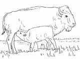 American Bison With Calve coloring Page  SuperColoringcom sketch template