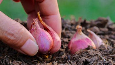 How to Grow Shallots - Plant Instructions