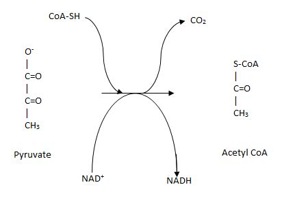 Draw and show what happens during pyruvate oxidation. When, under what ...