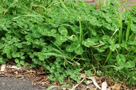 Trifolium repens