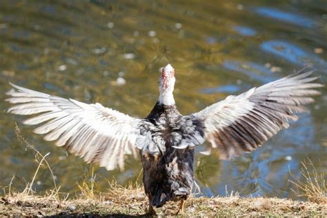 Muscovy Duck Symbolism | Muscovy As a Spirit Animal | Earth Life