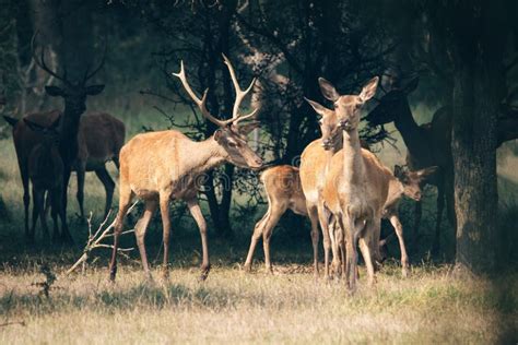 Red deer in mating season stock image. Image of hoge - 78253383