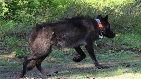 Three unsolved slayings of protected wolves in Oregon in past year | KVAL