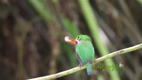 Insectos que come el SAN PEDRITO #4 (Puerto Rican Tody, Todus mexicanus* / Todus portoricensis ...