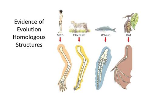 PPT - Evidence of Evolution PowerPoint Presentation, free download - ID:2803452