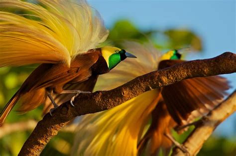 Ave del Paraíso esmeralda grande - Aves del paraíso