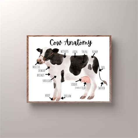 Cow Anatomy, Cow Poster, Farm School Printable, Nature Study, Charlotte ...