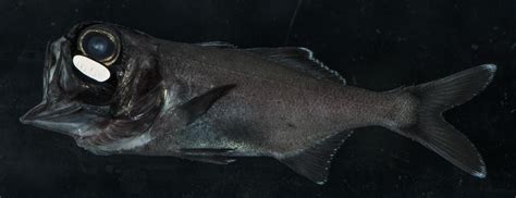 Flashlight Fish Use Biolumines [IMAGE] | EurekAlert! Science News Releases