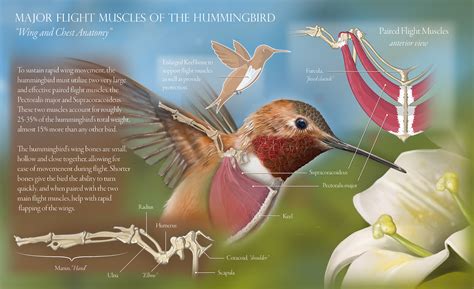 Hummingbird Wing Anatomy :: Behance