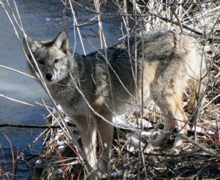 Coyotes invading urban areas | YorkRegion.com