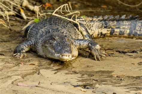 Image of Close up view of a Salt Water Crocodile - Austockphoto