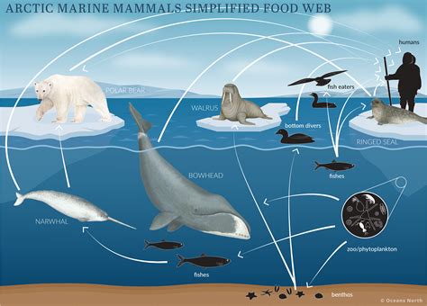 Introducing Canada’s Arctic Marine Atlas – Oceans North