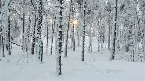 Winter in a Swedish forest [OC][2260x1270] : r/EarthPorn