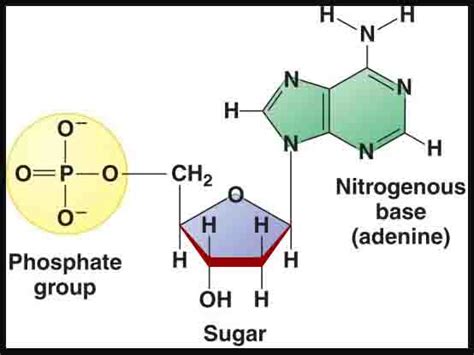 Phosphate Group - Study Elite Nation