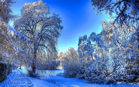 Beautiful Winter Snow wallpaper | 2560x1600 | #26925