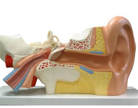 Basic A&P Labelling Human Ear Model Quiz