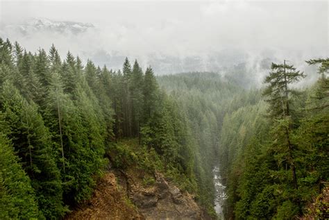 A typical rainy, cloudy day in the forests of Washington [OC ...