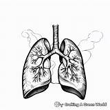 Lungs Coloring Pages  Free & Printable sketch template