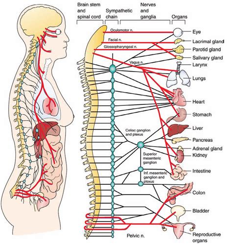 0084- Anatomy of the autonomic nervous system. The red lines represent the parasympathetic ...