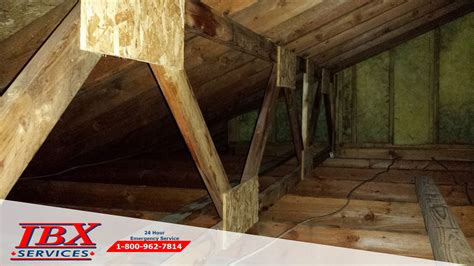 Attic Mold Removal | Choose IBX Services - IBX Services