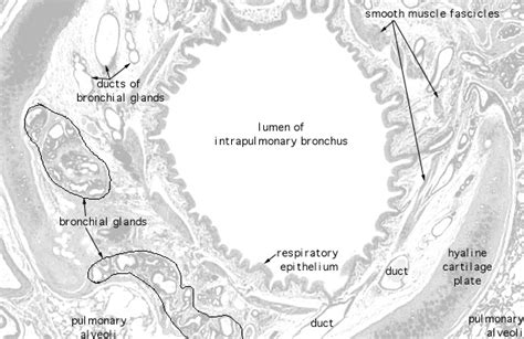 HLS [ Respiratory System, lung (sheep), intrapulmonary bronchus] MED MAG labeled