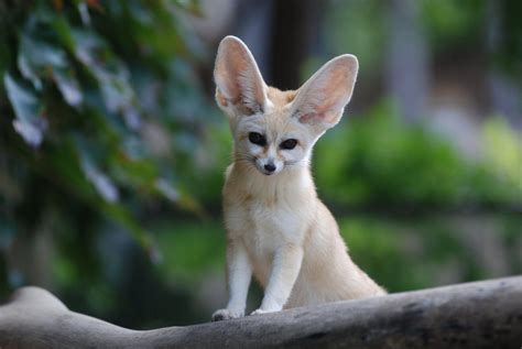 Fennec Wallpapers - Wallpaper Cave