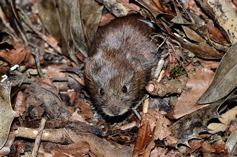 Bank vole - Stock Image - C030/3233 - Science Photo Library