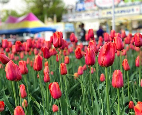 Tickets now on sale for 80th annual Orange City Tulip Festival ...