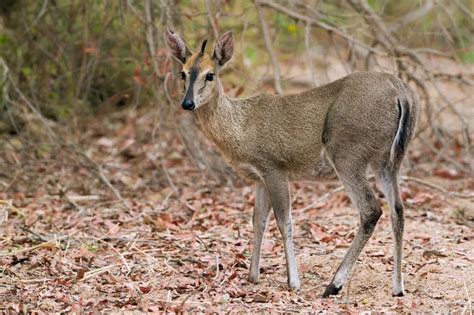 Grey Common Duiker Facts