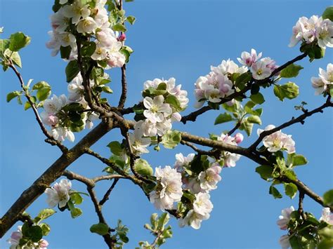 Free photo: Apple Blossoms, Branch, Apple Tree - Free Image on Pixabay - 116378