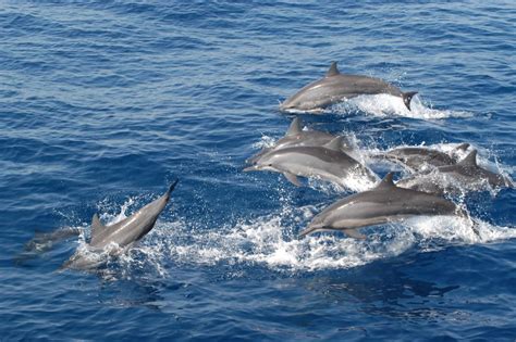 Spinner dolphin - Whale & Dolphin Conservation USA