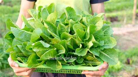 Lettuce Plant Stages Unveiled - The Little Garden