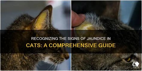 Recognizing The Signs Of Jaundice In Cats: A Comprehensive Guide | PetShun