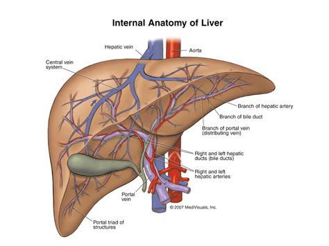 The Most Wonderful Creature: Human Body Organs