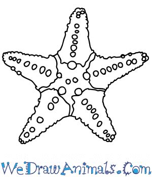 How to Draw a Realistic Starfish