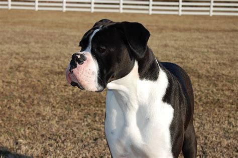 Black and white Boxer | Black boxer dog, Boxer puppies, White boxers